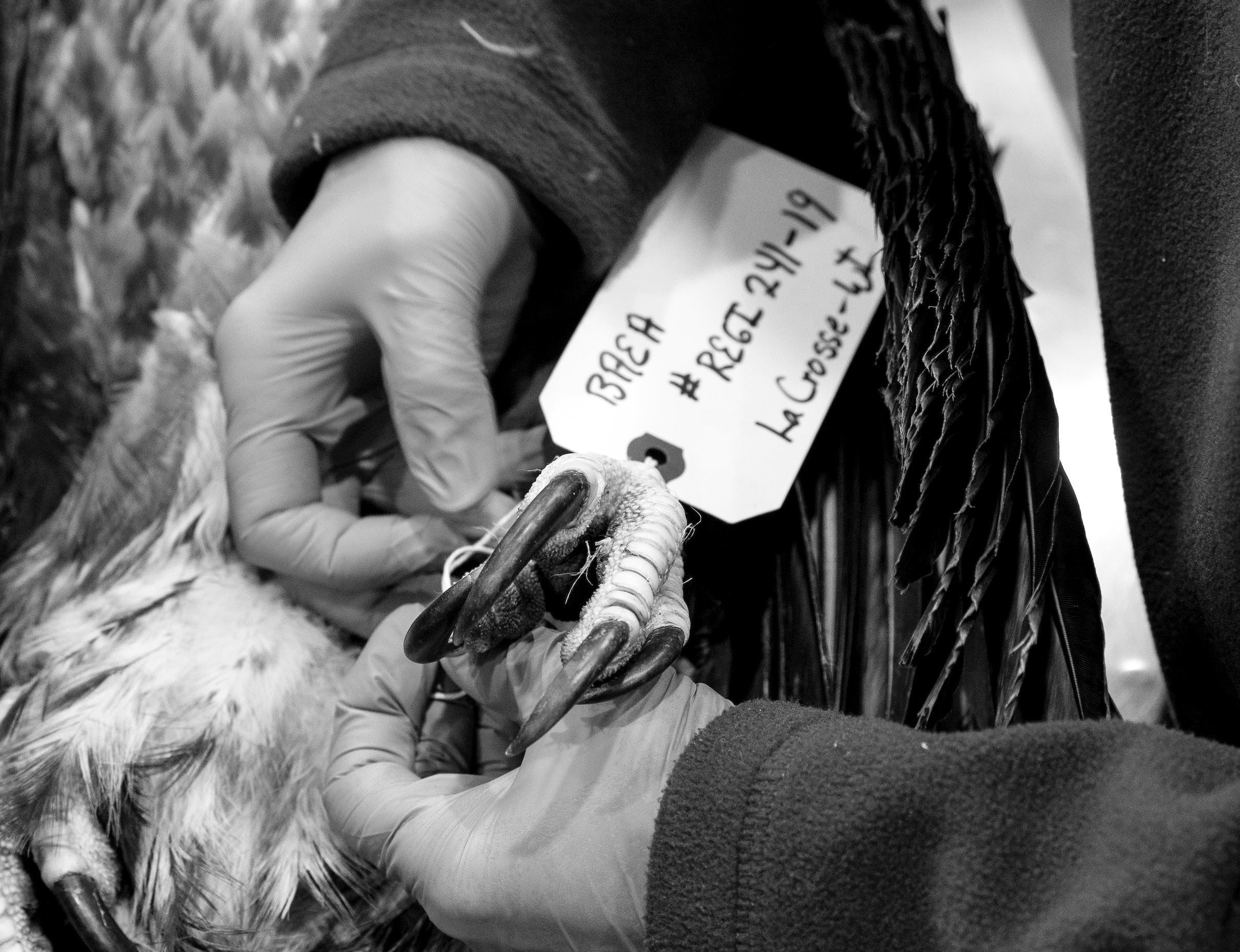 The carcass of Bald Eagle that dies at REGI is tagged. Tom Lynn