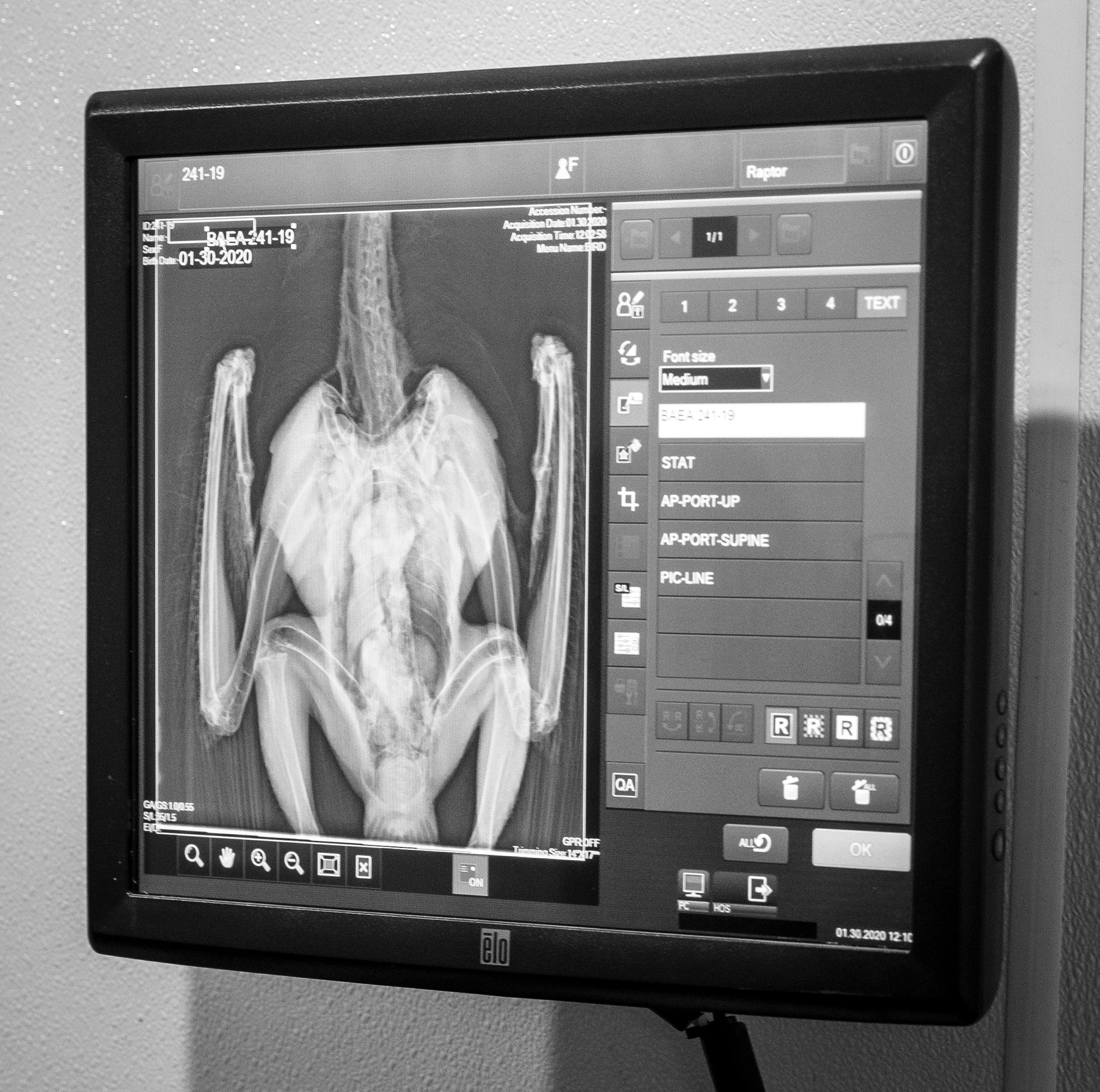 REGI employees rely on X-rays and other tools to assess the health of the eagles in their care. Tom Lynn