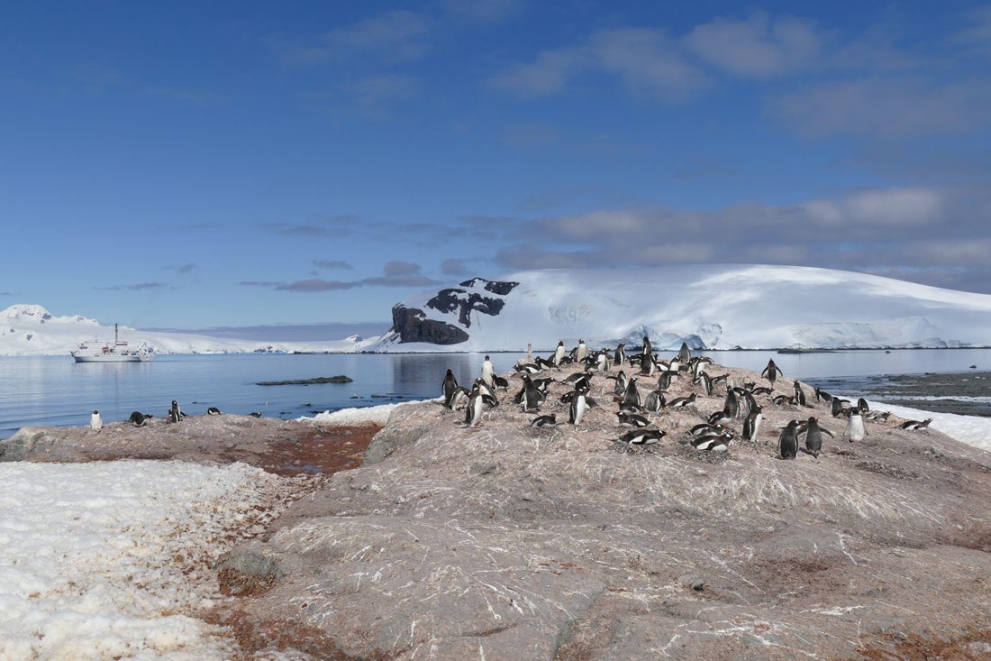 A colony of Gentoo Penguins in Mikkelson Harbor, Antarctica. Noah Strycker