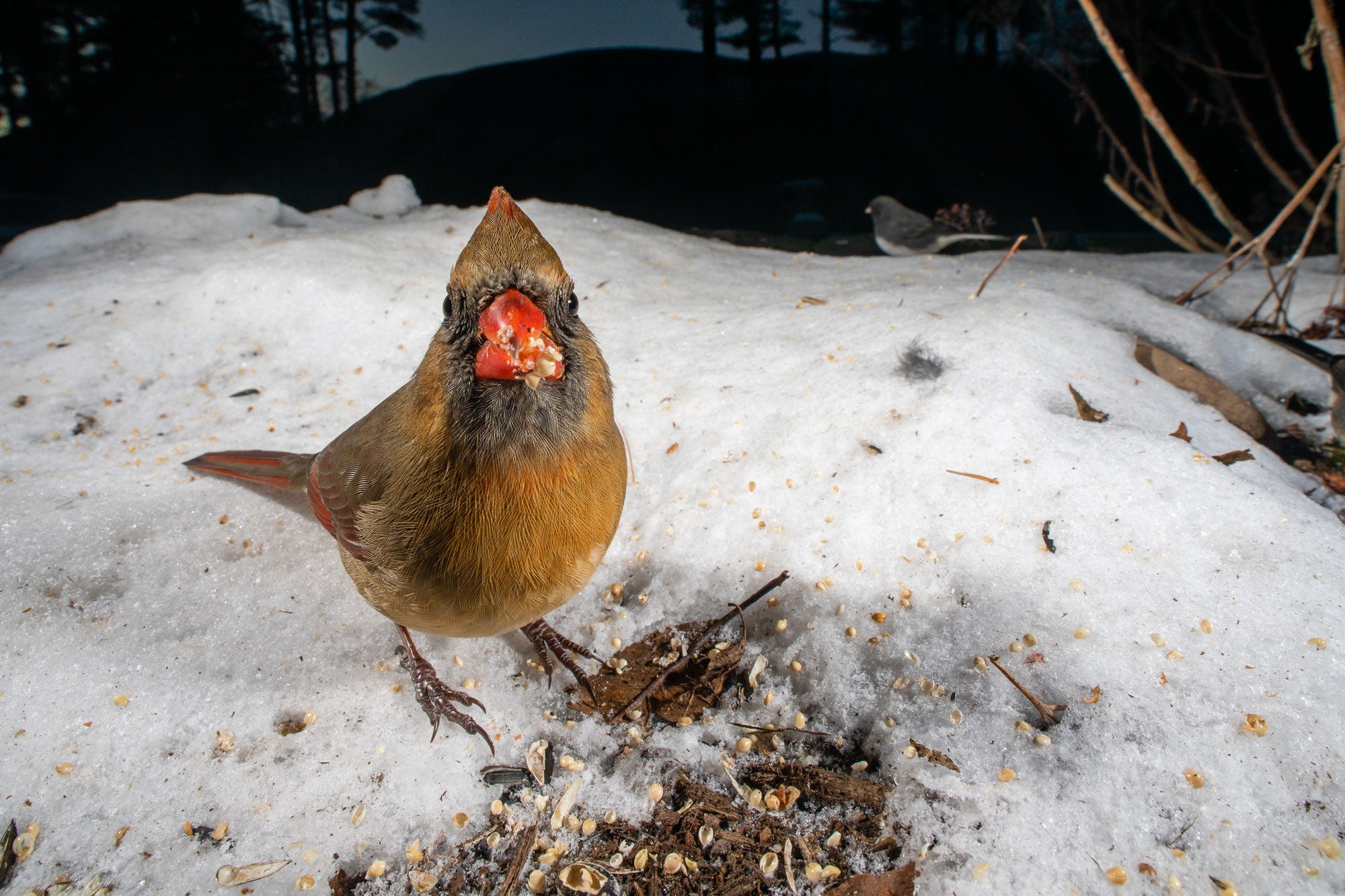 A female Northern Cardinal stands among fallen seed and snow, looking directly into the camera with bits of seed stuck to its beak. In the background, a Dark-eyed Junco stands in profile in front of the Catskill Mountains.