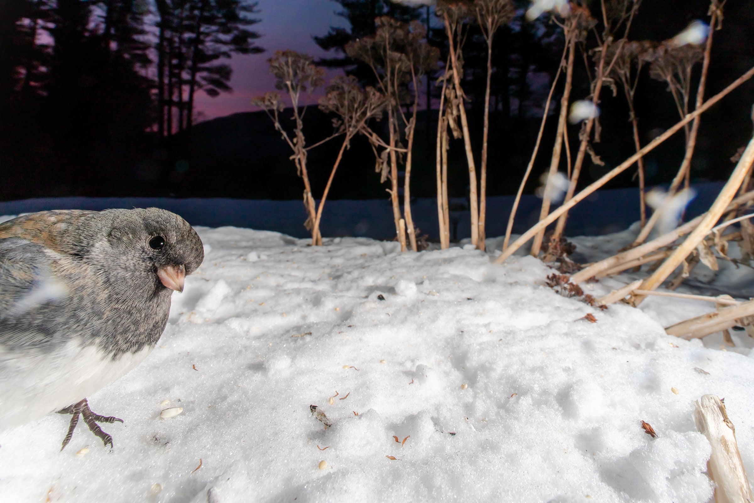 Looking directly into the lens, a grey-colored Dark-eyed Junco curiously peers its head into the shot from the left side of the frame.