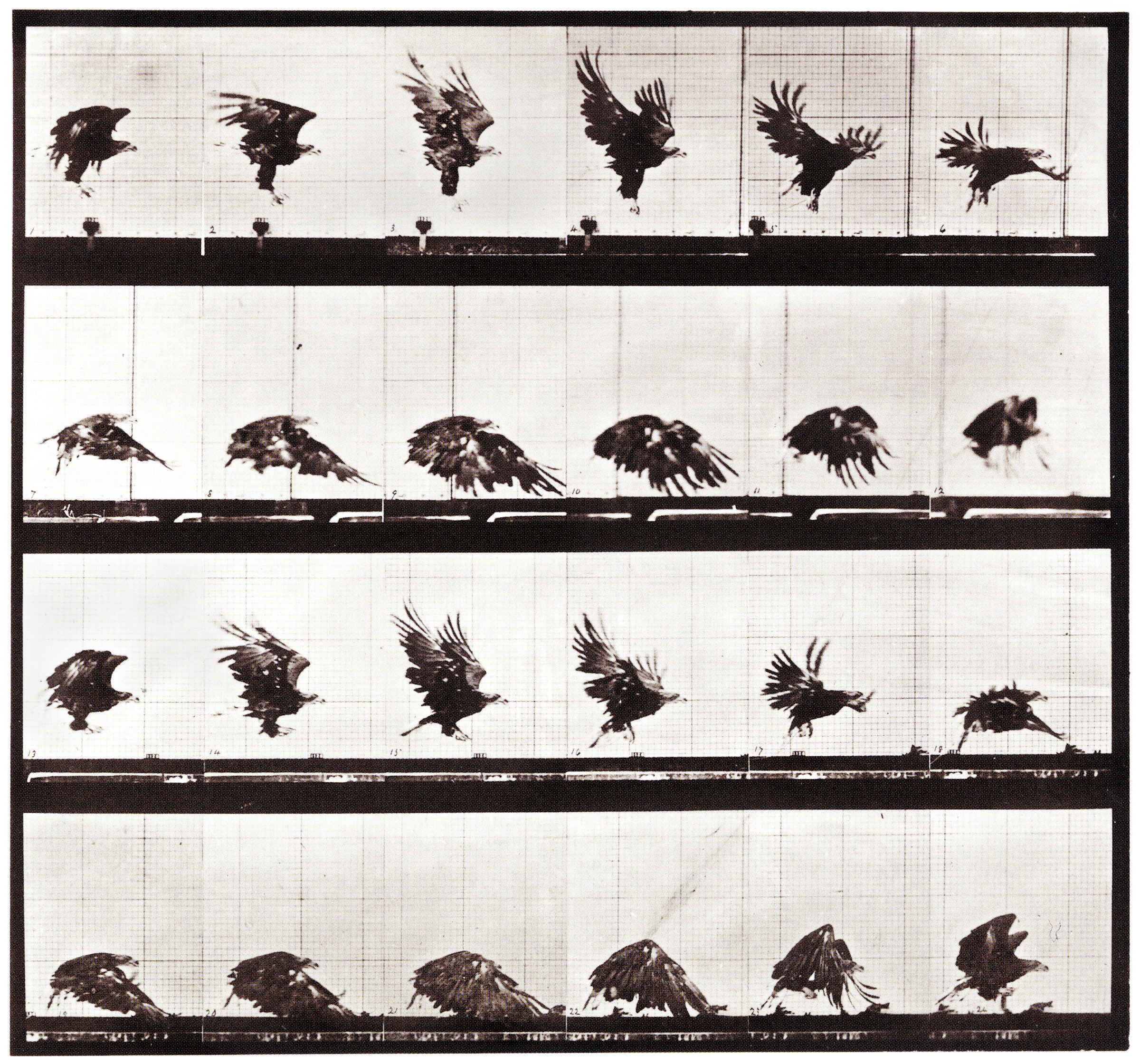 Eagle. Eadweard Muybridge