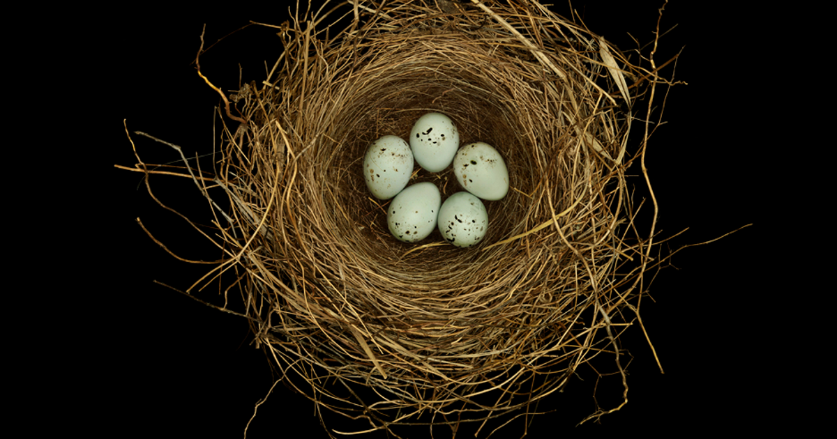 Small Miracles The Wonder Of Birds Nests Audubon small-miracles-the-wonder-of-birds-nests-audubon