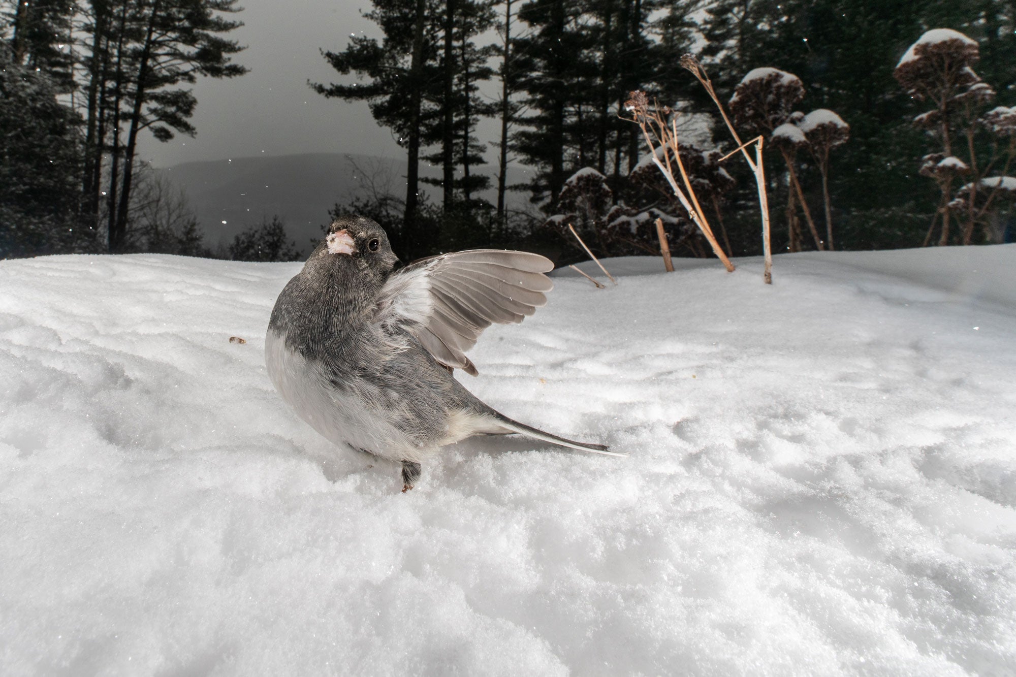 Amid flakes of falling snow, a Dark-eyed Junco stands with wings extended, its face turned toward the camera.