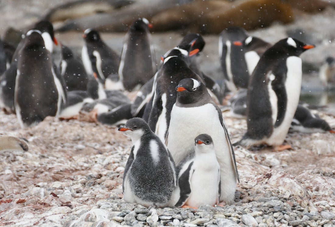 A Gentoo Penguin colony. Noah Strycker