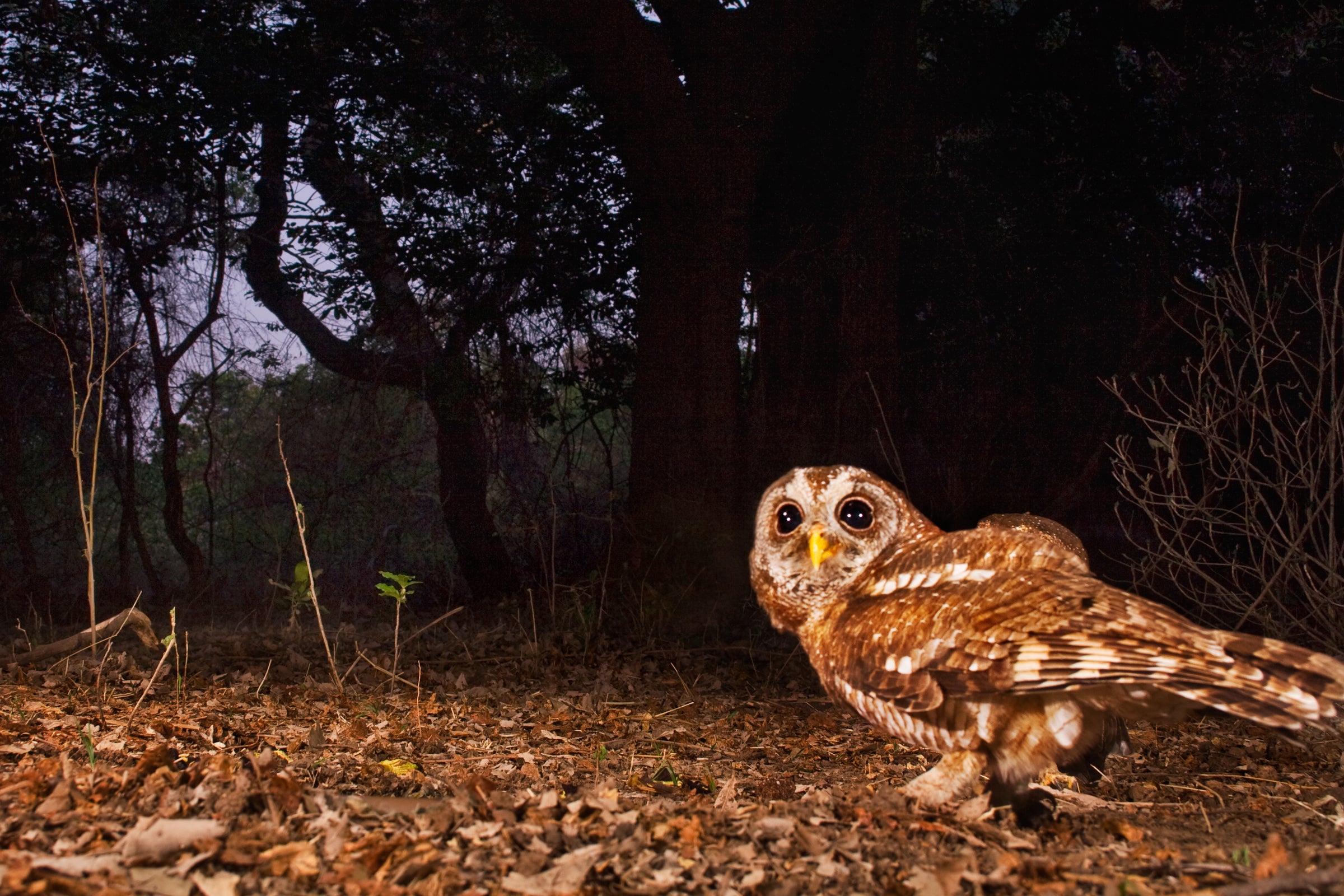 African Wood-Owl. Frans Lanting