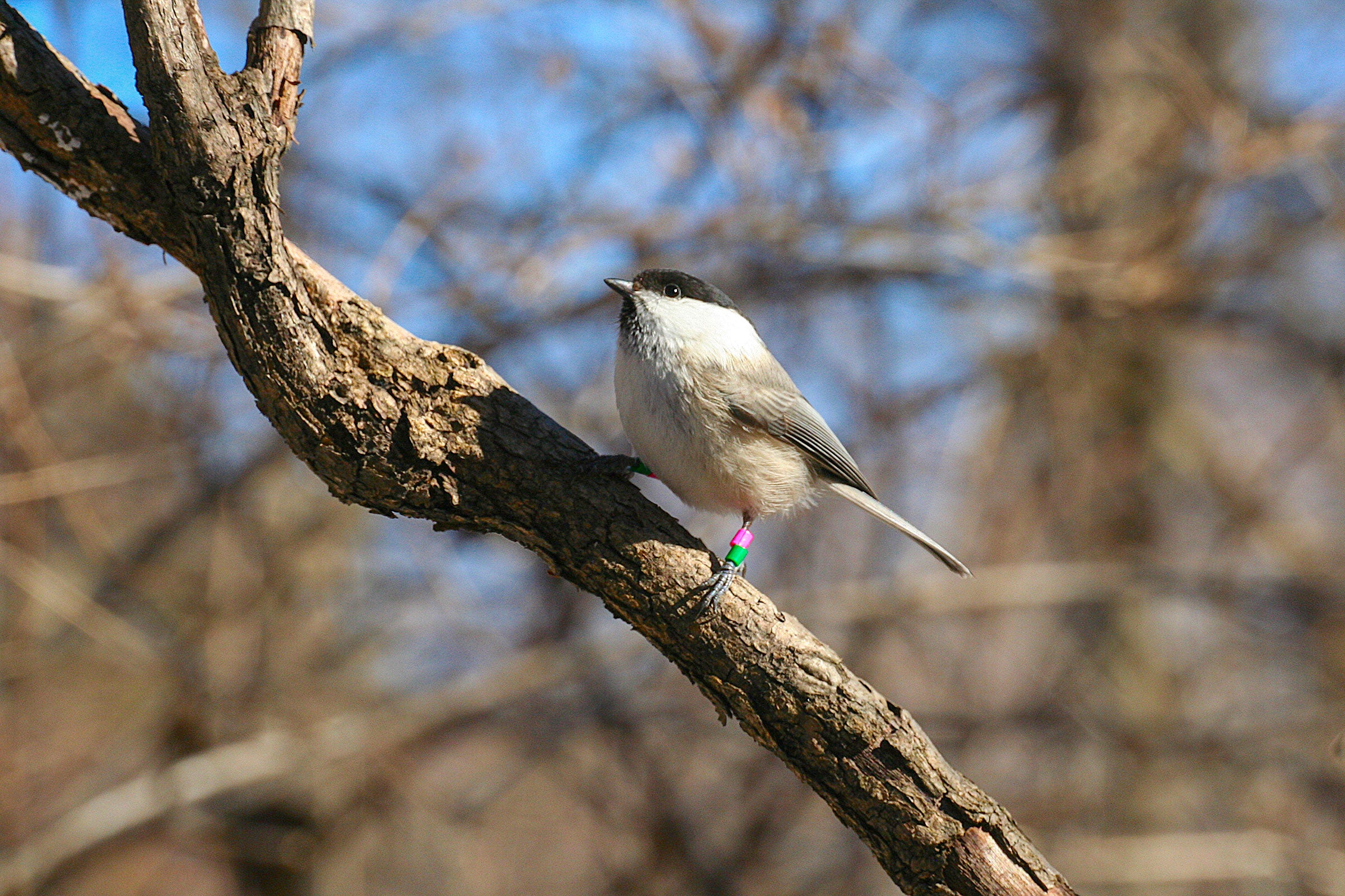Willow Tit. Toshitaka Suzuki