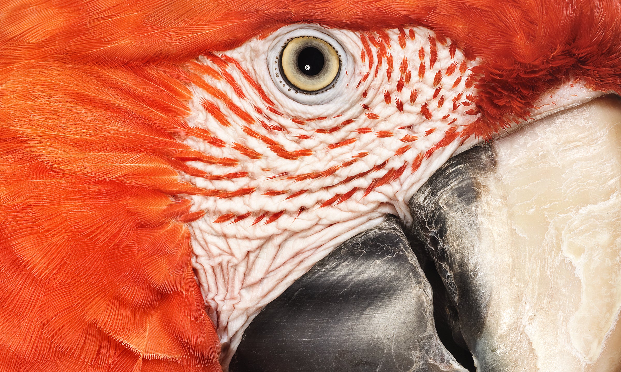 Red-and-green Macaw. Andrew Zuckerman