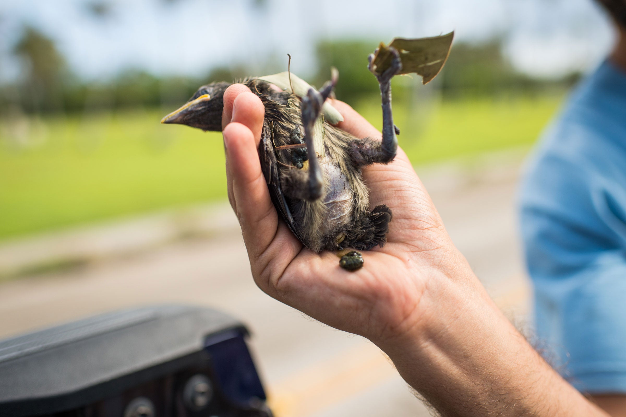Kastner holds a starling chick just removed from its nest box. In its foot the bird holds pieces of broadleaves that makes up the nest cup. A fecal sample, on Kastner’s palm, will provide valuable dietary information. Nancy Borowick