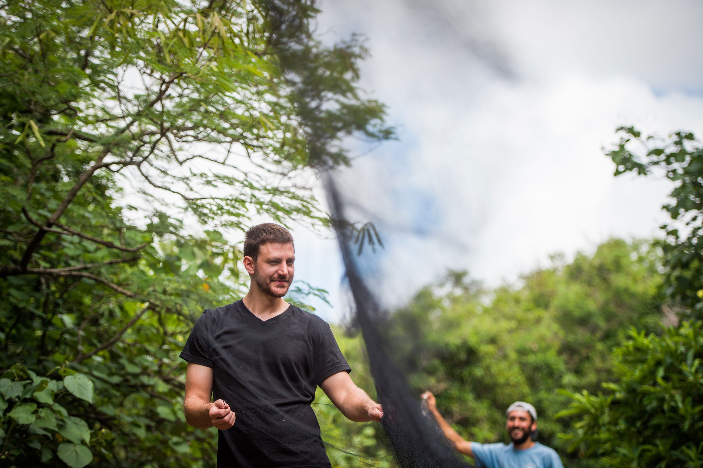 Pollock and Kastner open a mist net in a forest. They are trying to capture free-living juvenile and adult starlings so they can collect valuable information about their diet, behavior, movements, and habitat use. Nancy Borowick