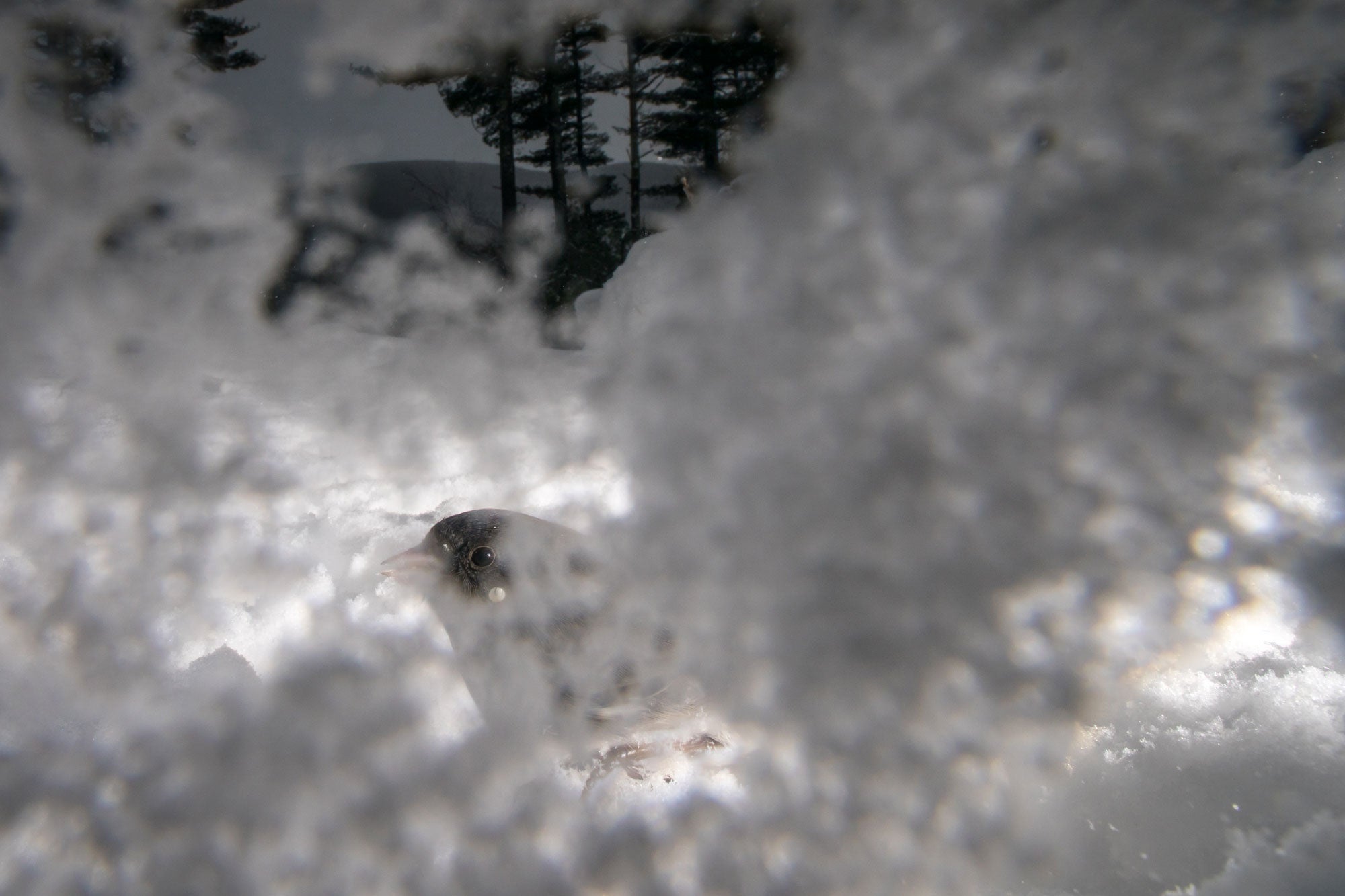 The camera’s view is almost entirely obscured by frost, but through the gaps are evergreen trees, the Catskill Mountains, and a Dark-eyed Junco’s head, beak, and eye facing the lens.