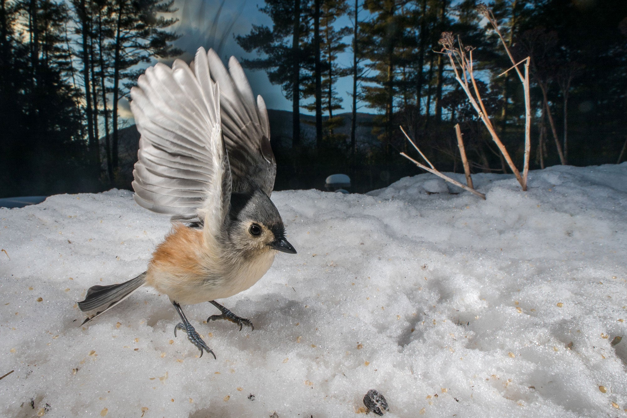 A Tufted Titmouse alights on the snow-covered ground with legs outstretched and wings extended above its head.
