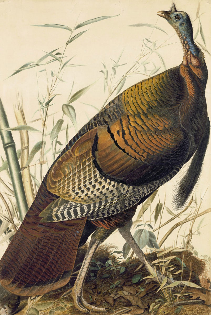 The Wild Turkey graces the first plate of Birds of America. Illustration: John James Audubon