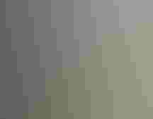 A man looks at a disheveled raptor standing on a table looking back at him.