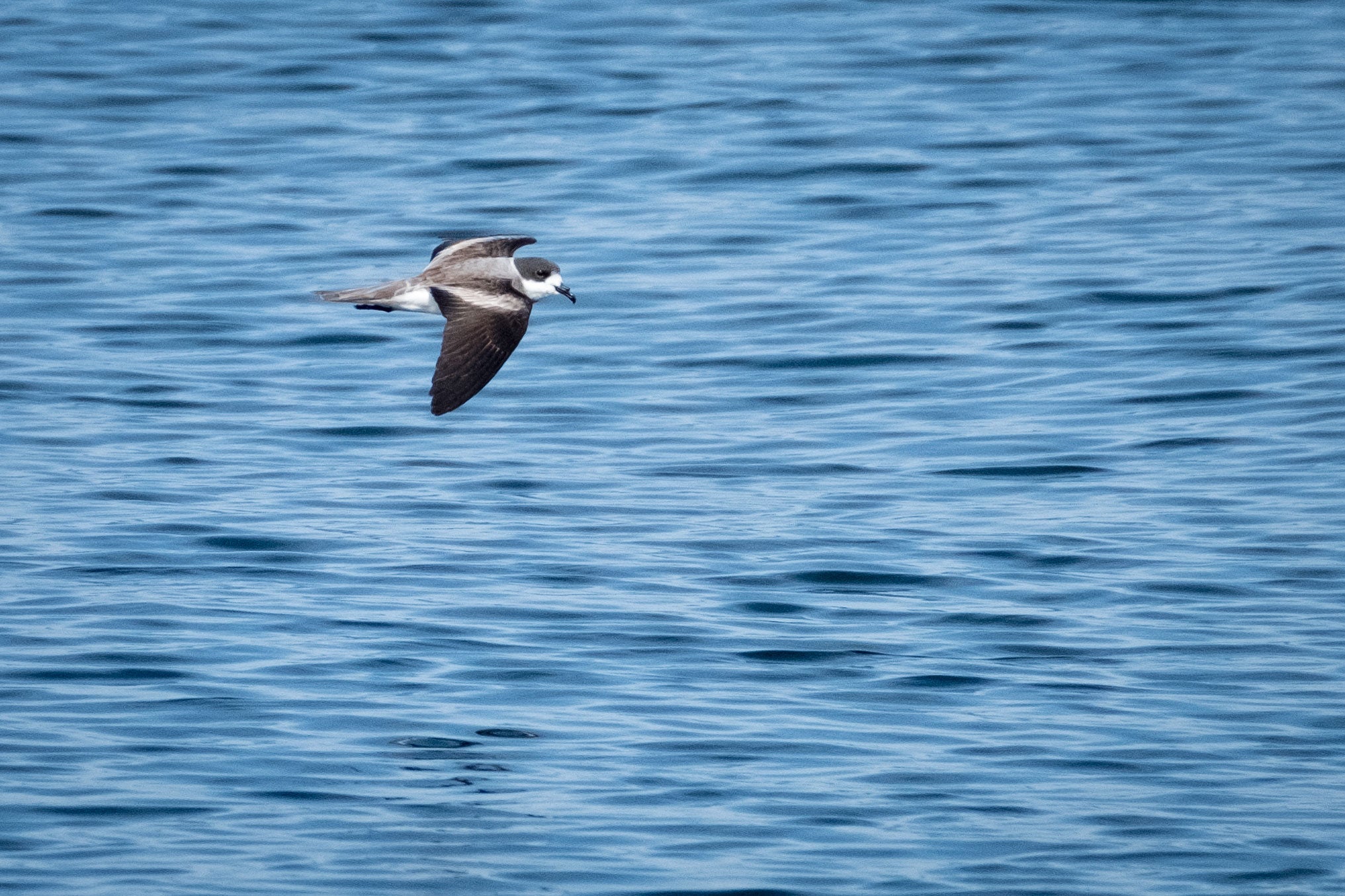 Hornby's Storm-Petrels forage along the South American coast year-round. Rodrigo Moraga