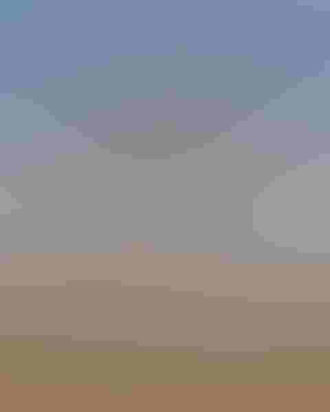 Ring-necked pheasant, by Jim Ridley