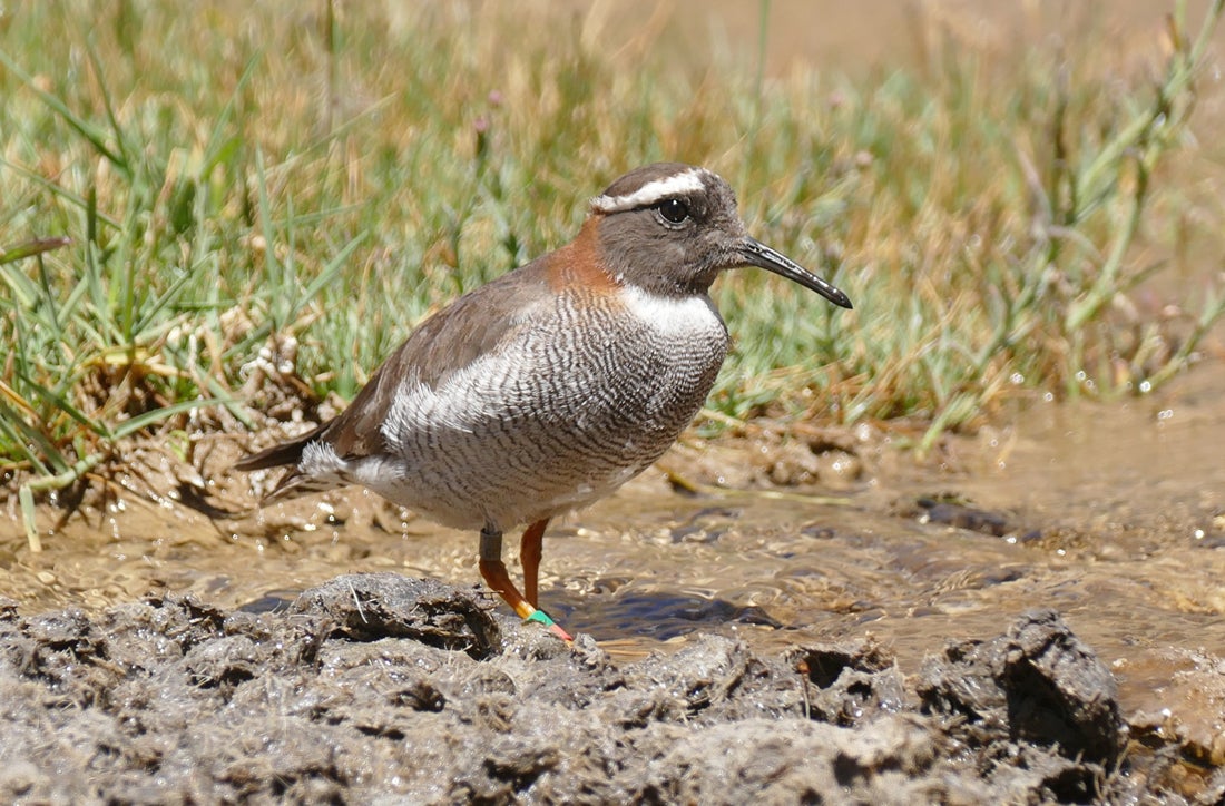 The Diademed Sandpiper-Plover. Noah Strycker