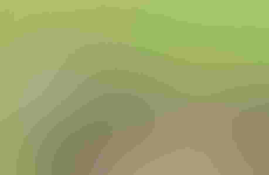 Sandhill crane, by Ursula Dubrick