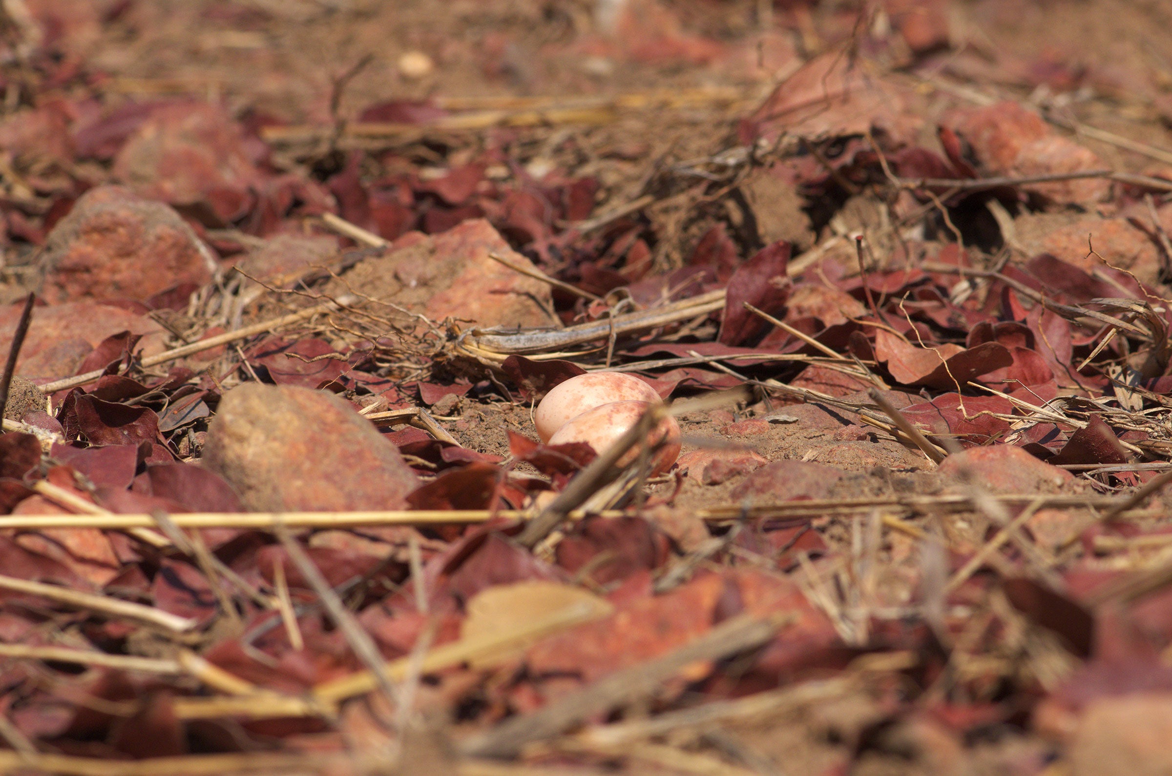 Pennant-winged Nightjar eggs. Courtesy of Project Nightjar