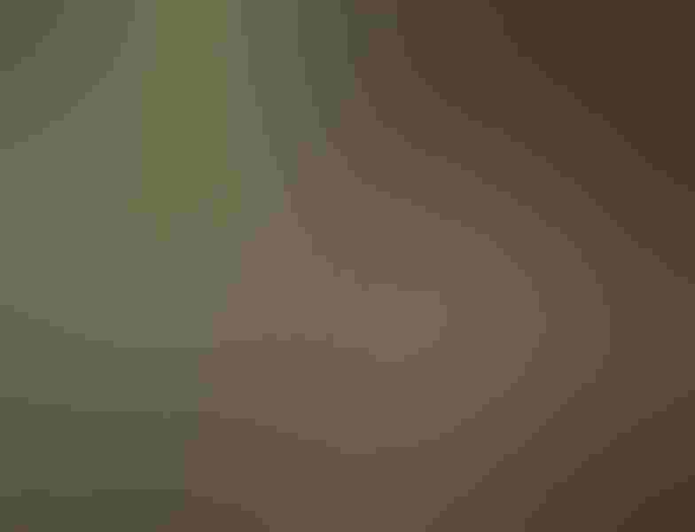 Red-breasted nuthatch, by Nick Shearman