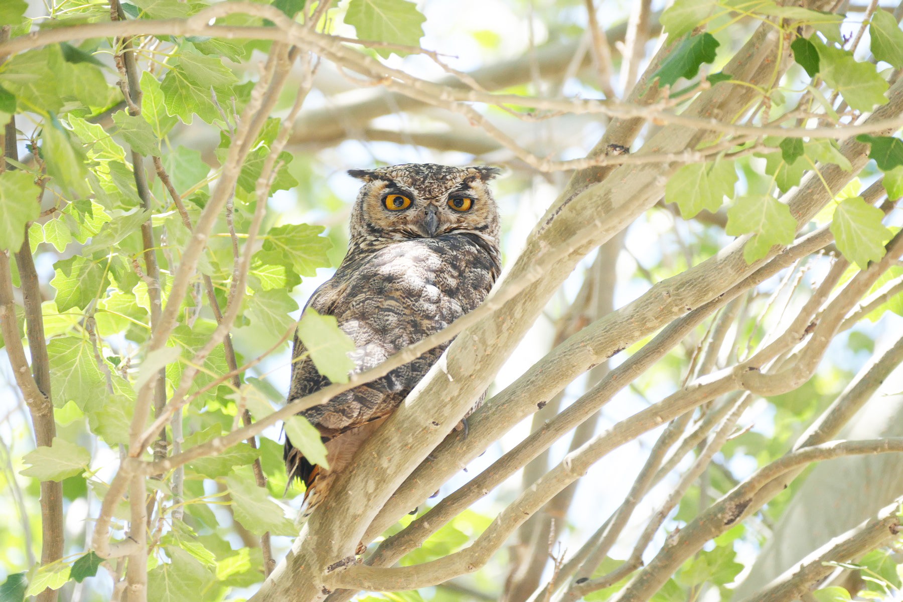 A Great Horned Owl on its day roost near Farellones, Chile. Noah Strycker
