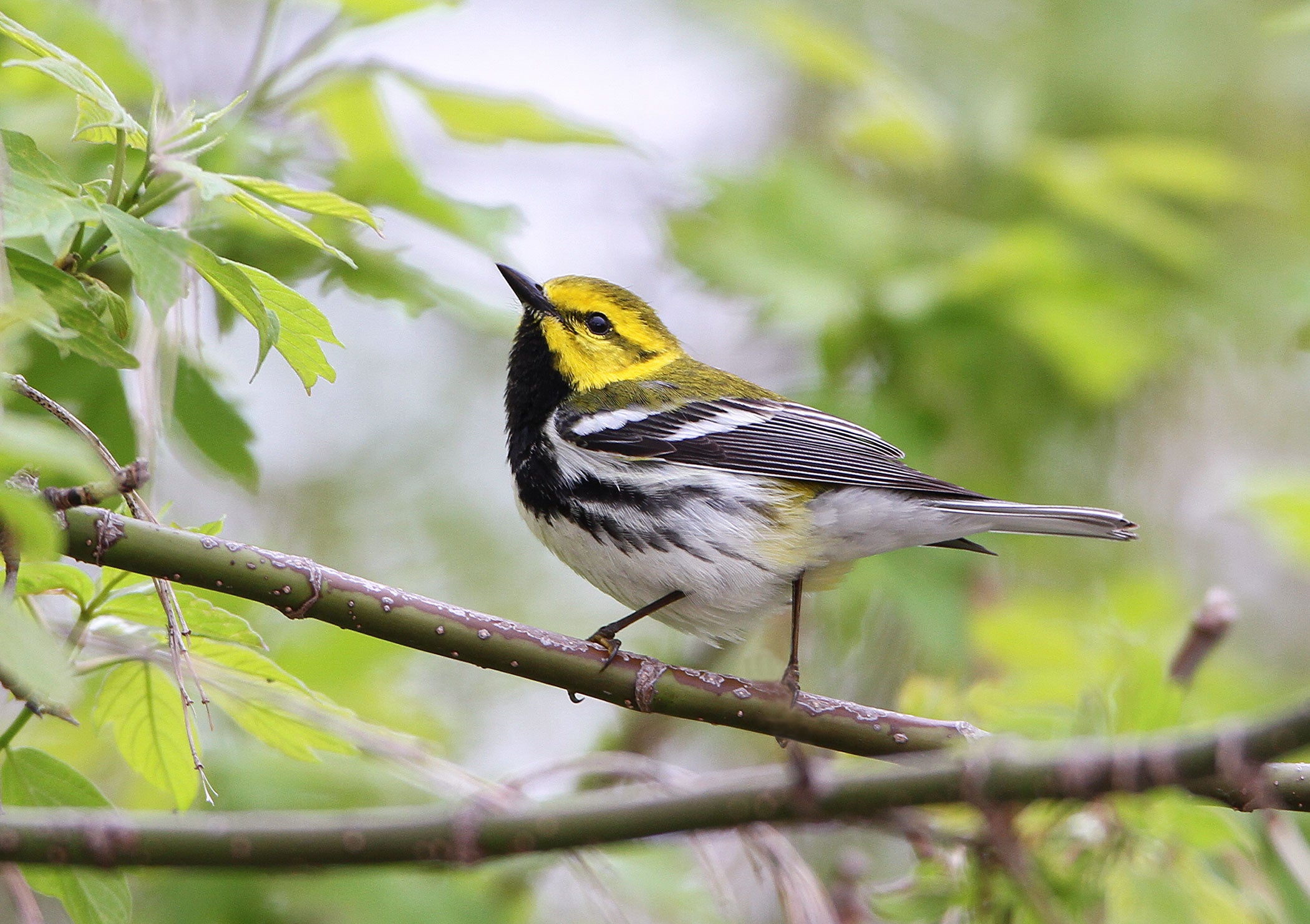 Black-throated Green Warbler. Kenn Kaufman