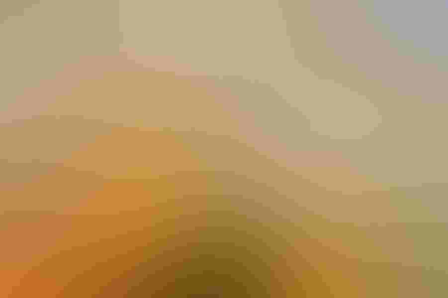 Verdin, by Nathan Nitzky