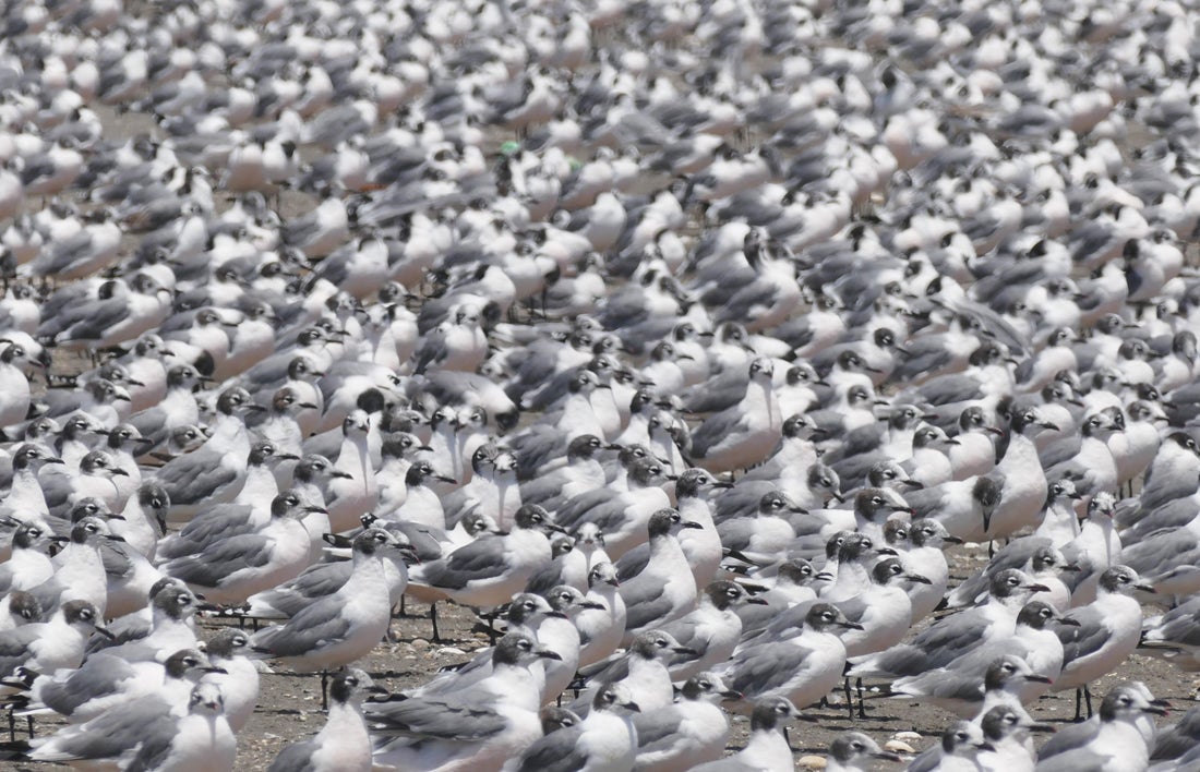 Thousands of Franklin's Gulls carpet the beach at the Maipo River mouth. Noah Strycker