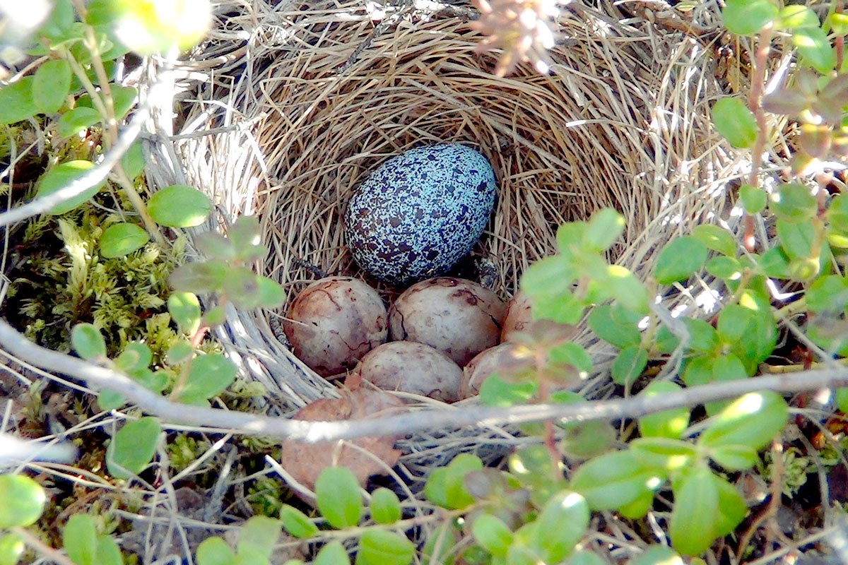 It's pretty obvious to us which egg does not belong—but Little Buntings in Alaska were unable to recognize this 3-D printed cuckoo egg as a foreign object. Harald Ris