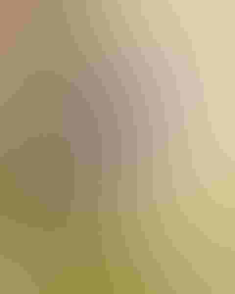 Hazel Erikson from Tennessee landscaped her backyard to attract birds. This pair of bluebirds was accounted for just two of the many visitor she gets each season. Photo: By Hazel Erikson