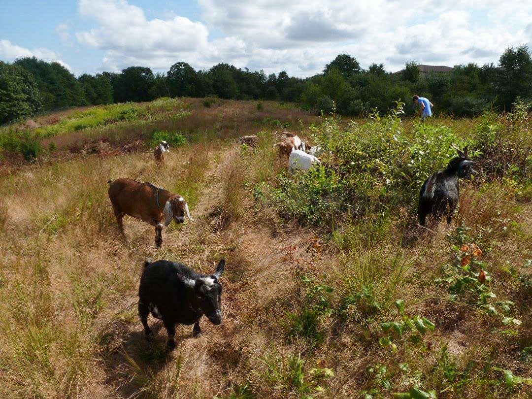 The goats went right to work mowing down invasive plants to make more space for bird-friendly greenery. Stella Miller