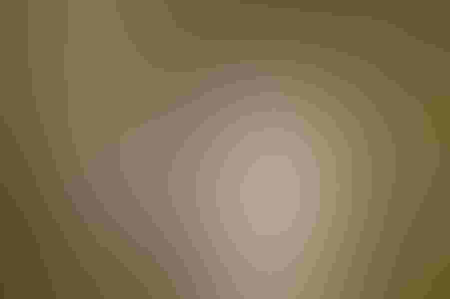 Clark’s grebe, by Robert Lewis