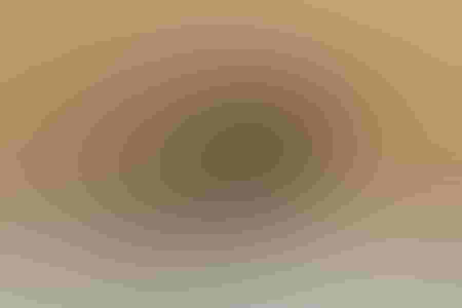 Bald eagle, by Brian Kushner