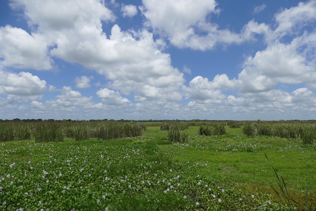 The flat wetlands of Entre Rios, in the Entre Rios Province, Argentina. Noah Strycker