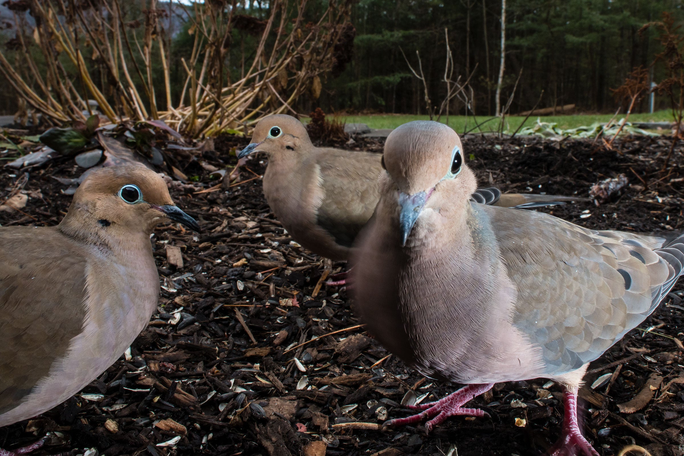 Three light brown Mourning Doves gather in front of the lens. One peers directly into the lens. Another stands in profile, and the blue outline encircling its black eye is striking.