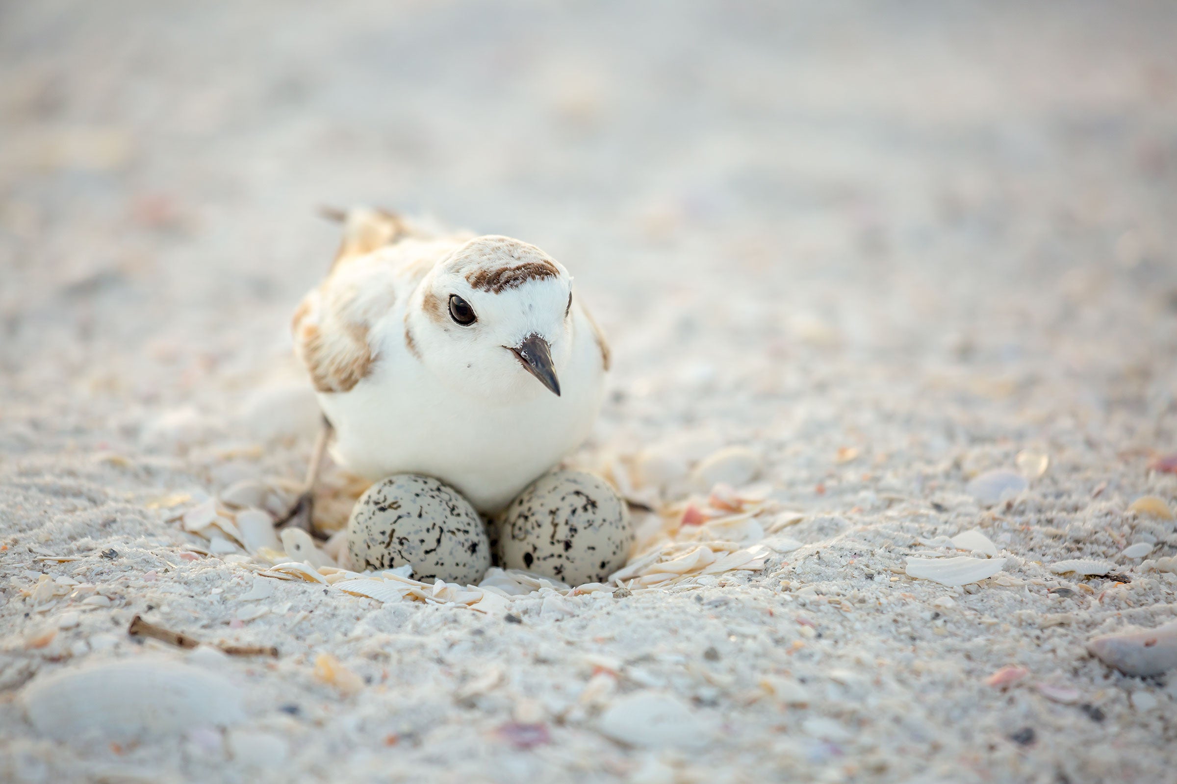 Snowy Plover nesting in the Florida Panhandle. Britt Brown