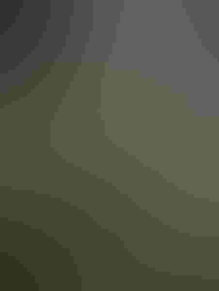 A downy young great horned owl, by Nancy Elwood