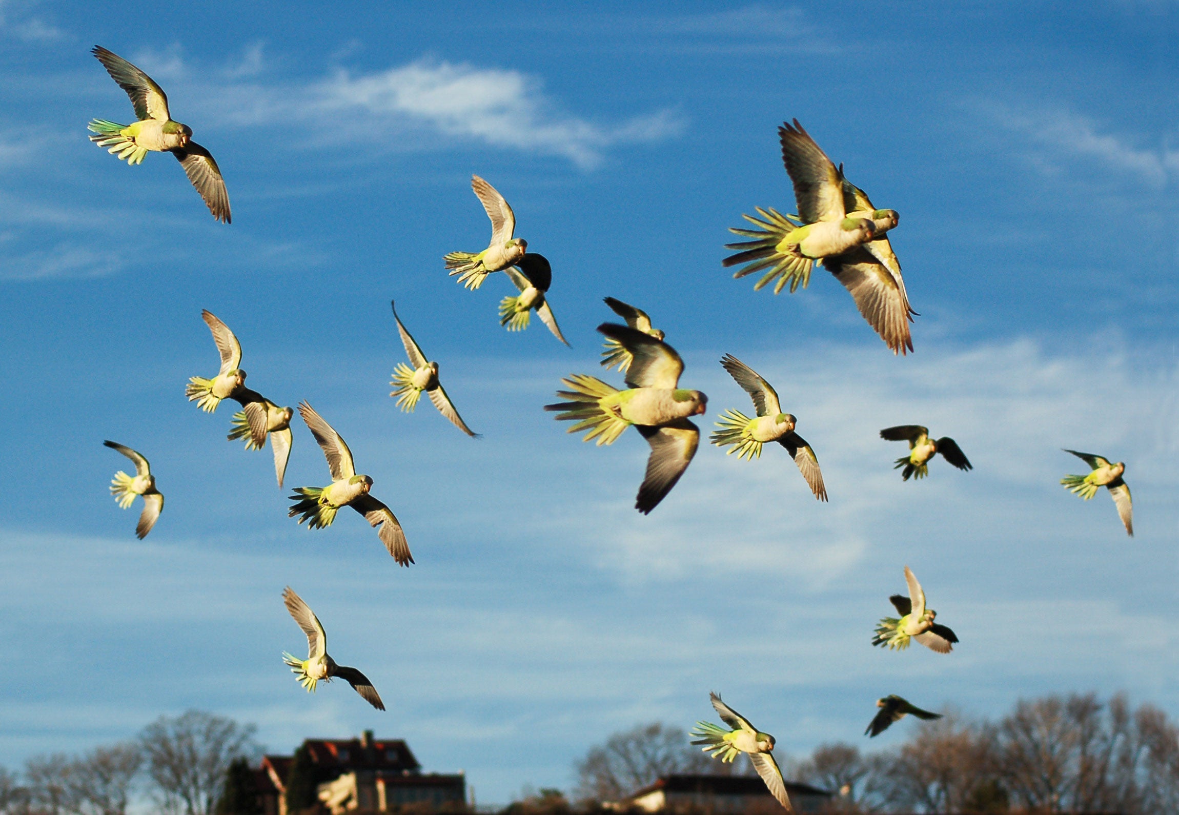 Tropical Birds In Flight