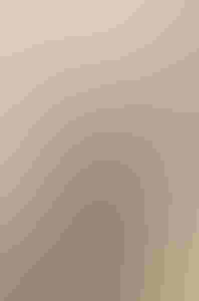 Golden-fronted woodpecker, by Barbara Baird