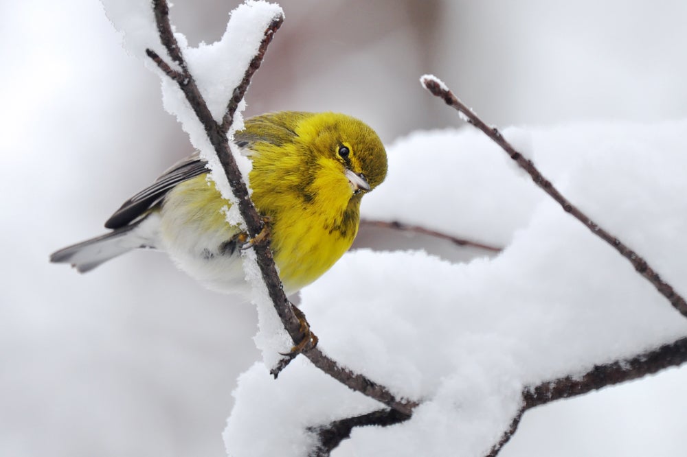 Pine warbler. Megumi Aita