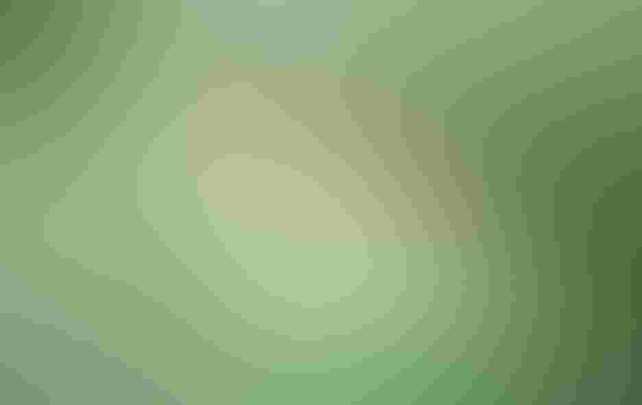 This Anna's hummingbird approaches a branch of staggering florets in Rick Derevan's backyard in Atascadero, California. The bird is about the size of a ping-pong ball, and weighs about as much as a nickel. It's range extends up and down the west coast of North America. Photo: By Rick Derevan