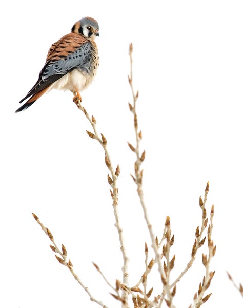 American Kestrel