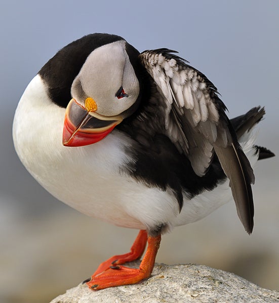 Atlantic Puffin