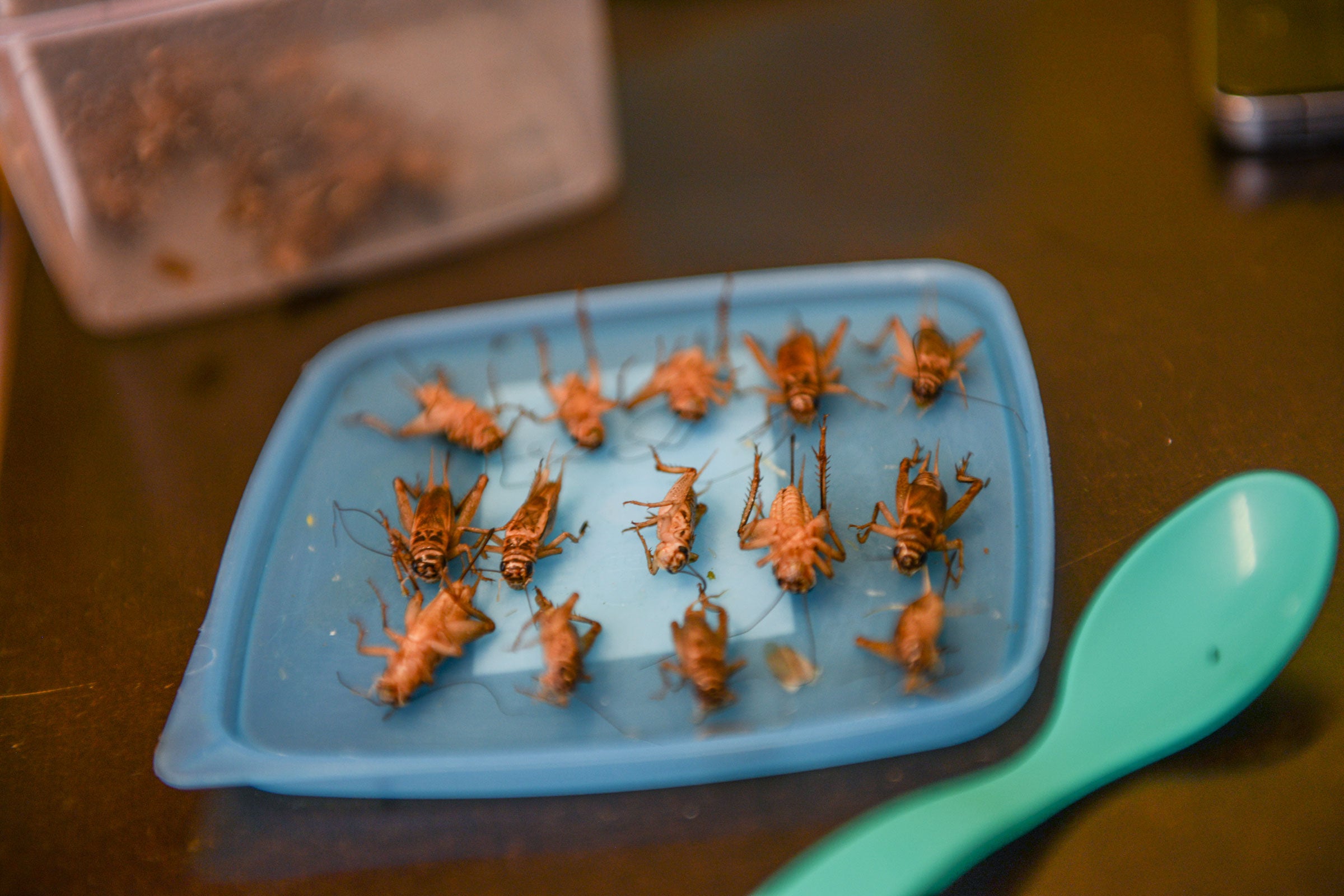 Los pichones jóvenes también comen langostas frescas, lo que requiere que las madres adoptivas los recojan de una caja llena de insectos vivos ─una de las tareas más difíciles─, según dicen.