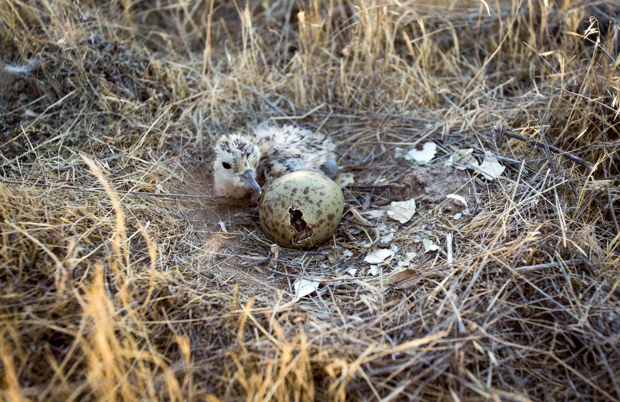 Long-billed Curlew chick and nest. Liz Urban