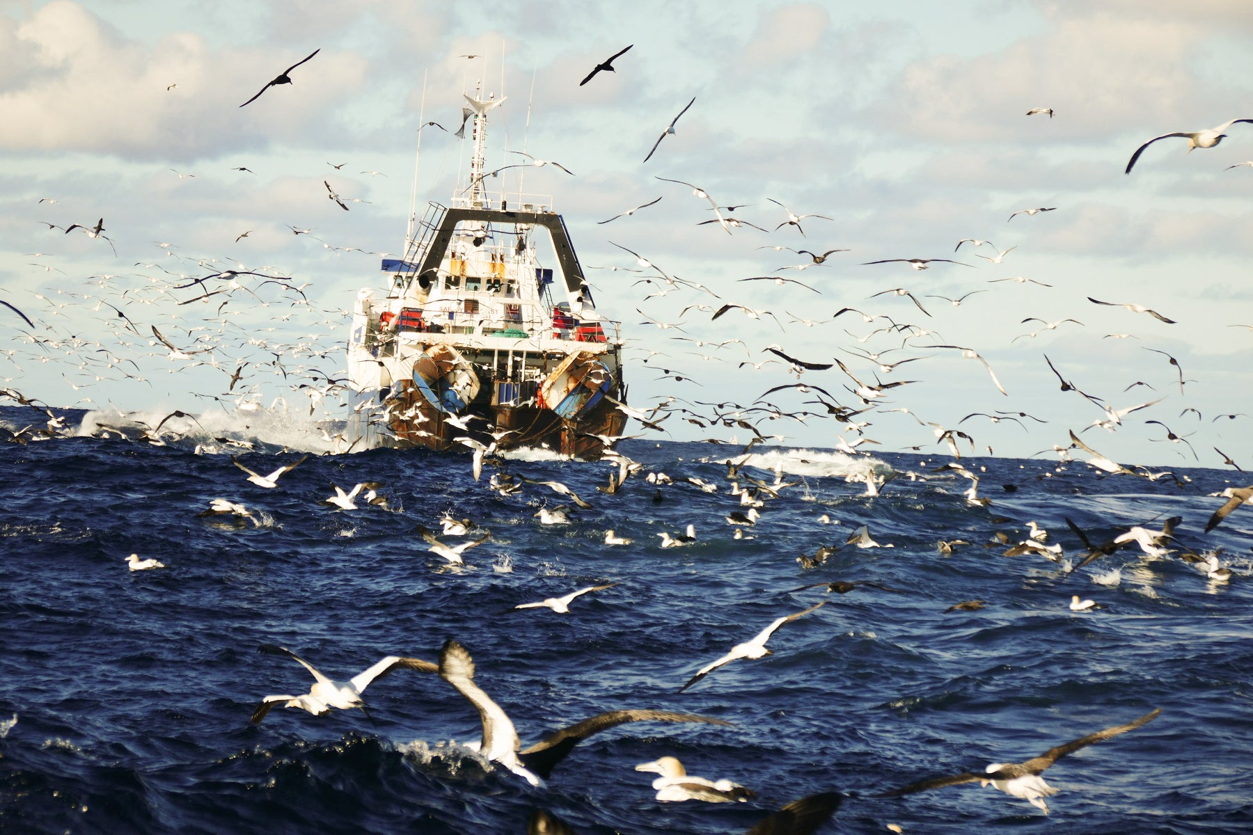 Seabirds concentrate behind a hake fishing trawler off the Cape of Good Hope. Noah Strycker