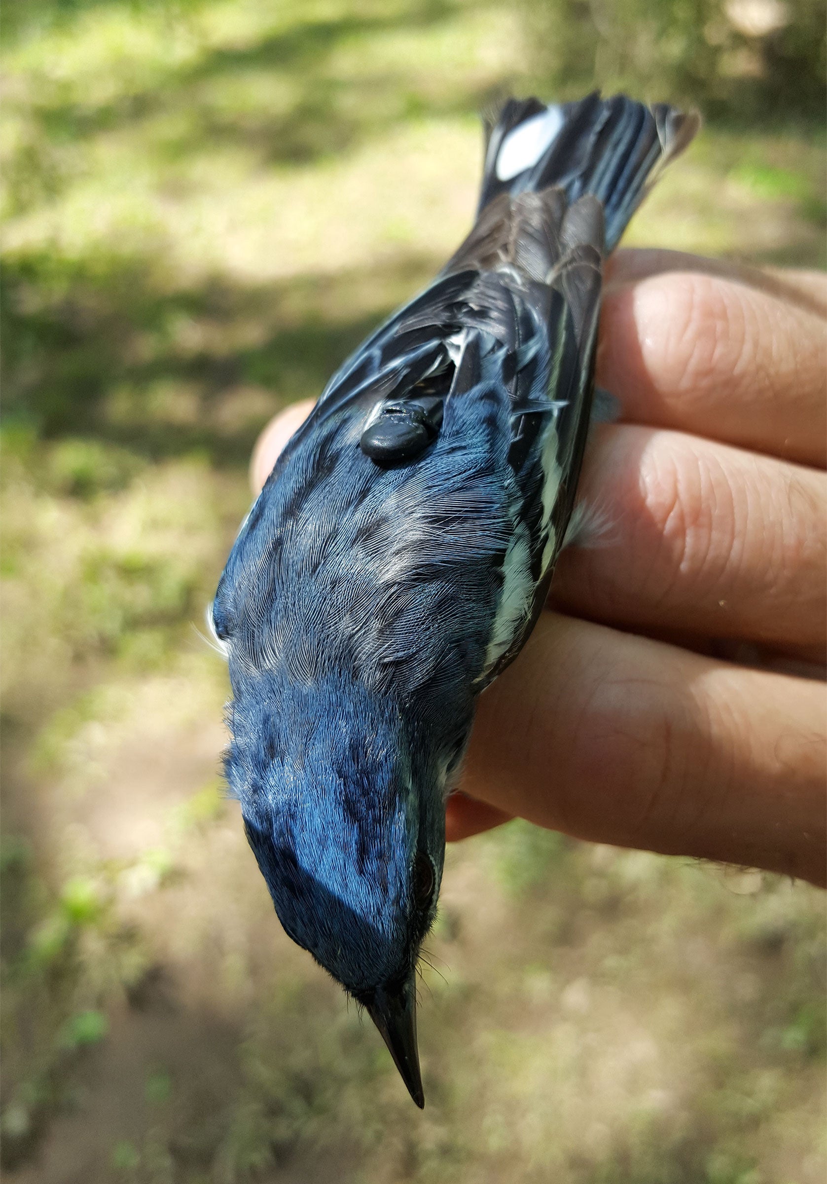 Cerulean Warbler wearing a geolocator attached with a backpack harness. Than J. Boves