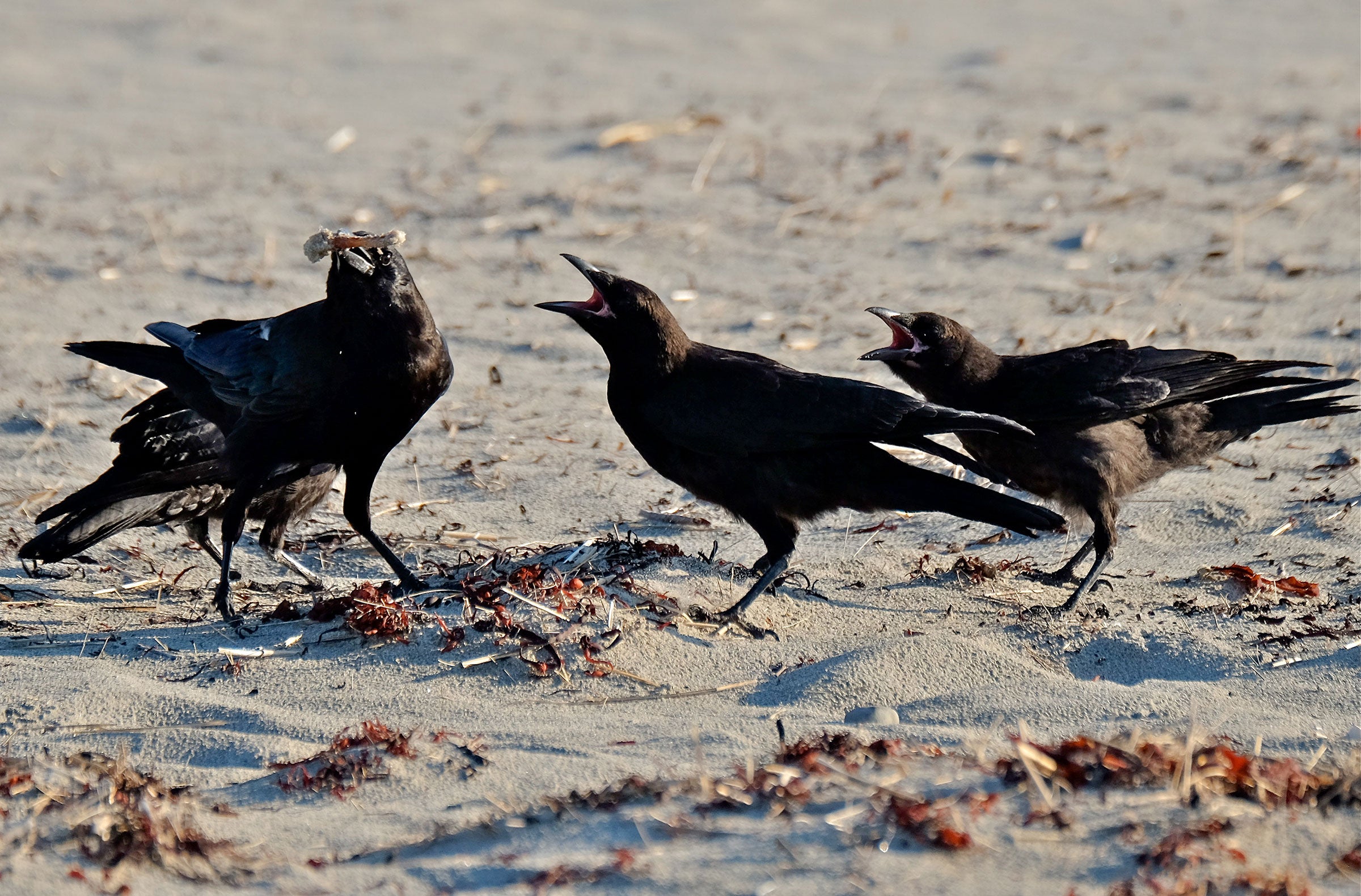 Crows on Good Harbor Beach pose another danger to Piping Plover chicks. Kim Smith