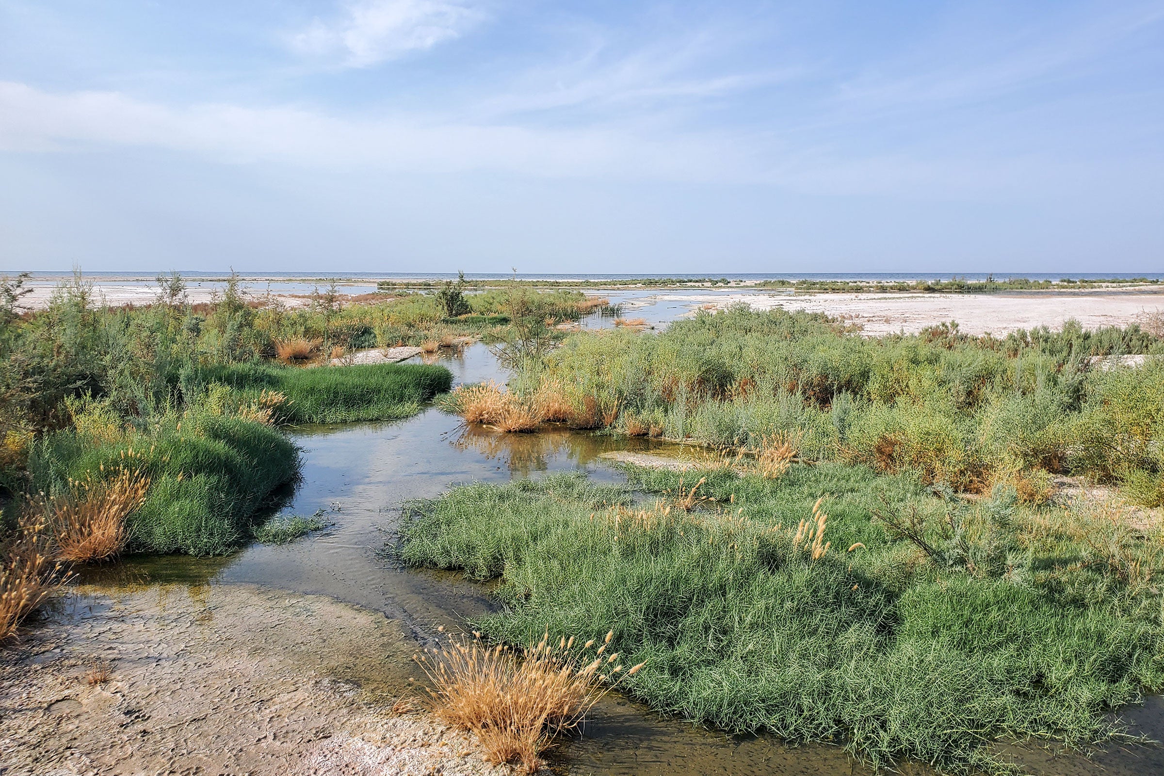 Landscape of lush green grasses and a small stream with dry sandy ground in the distance.