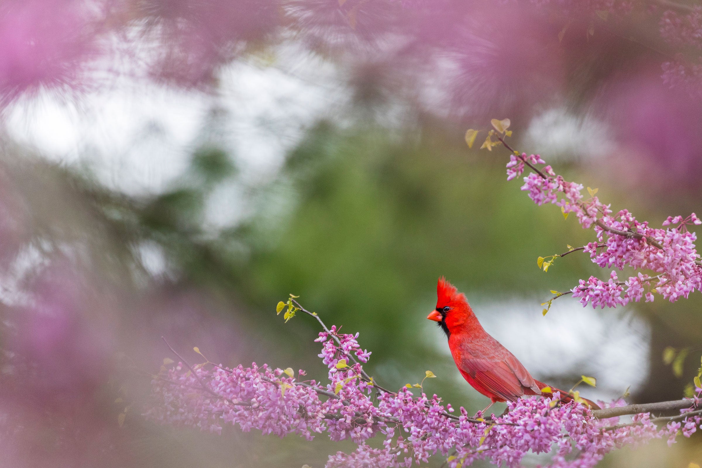 Northern Cardinal on Eastern Redbud. Noppadol Paothong